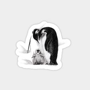 Emperor penguin family Sticker